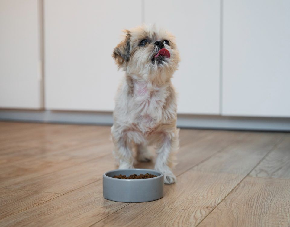 cea-mai-buna-mancare-pentru-bichon-maltez