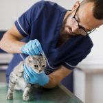 cabinet-veterinar-non-stop-bucuresti-1
