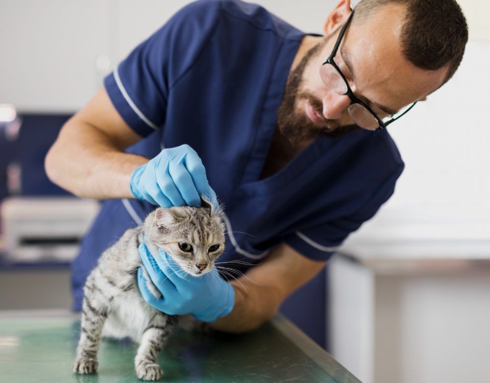 cabinet-veterinar-non-stop-bucuresti-1